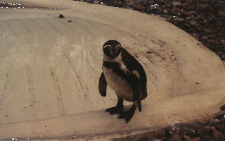 A Penguin